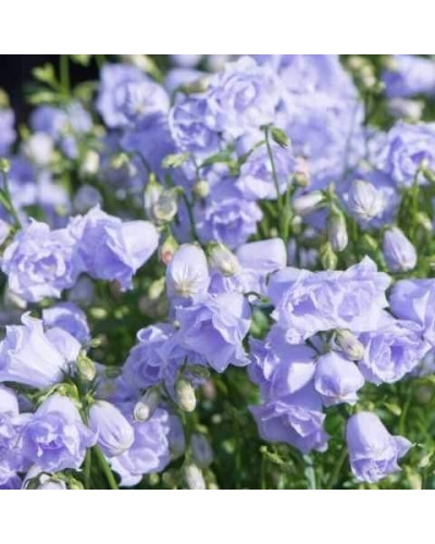 Кампанула / Дзвоники Елізабет Олівер | Campanula `Elizabeth Oliver` | Кампанула / Колокольчики Элизабет Оливер