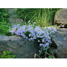 Кампанула / Дзвоники Елізабет Олівер | Campanula `Elizabeth Oliver` | Кампанула / Колокольчики Элизабет Оливер