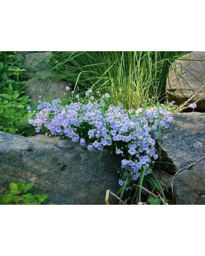 Кампанула / Дзвоники Елізабет Олівер | Campanula `Elizabeth Oliver` | Кампанула / Колокольчики Элизабет Оливер