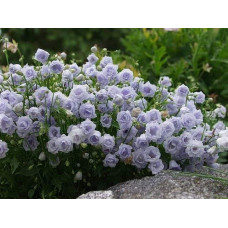 Кампанула / Дзвоники Елізабет Олівер | Campanula `Elizabeth Oliver` | Кампанула / Колокольчики Элизабет Оливер