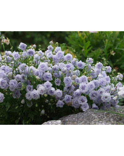 Кампанула / Дзвоники Елізабет Олівер | Campanula `Elizabeth Oliver` | Кампанула / Колокольчики Элизабет Оливер
