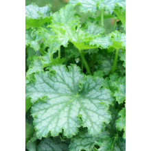 Гейхера гібридна ’Лайм Свізле’|Heuchera hybrida ’Lime Swizzle’|Гейхера гибридная ’Лайм Свизле’