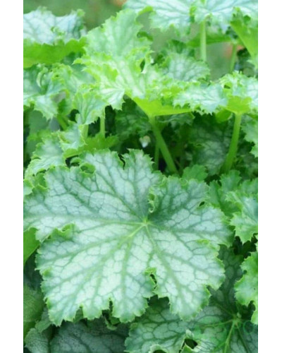 Гейхера гібридна ’Лайм Свізле’|Heuchera hybrida ’Lime Swizzle’|Гейхера гибридная ’Лайм Свизле’