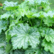 Гейхера гібридна ’Лайм Свізле’|Heuchera hybrida ’Lime Swizzle’|Гейхера гибридная ’Лайм Свизле’