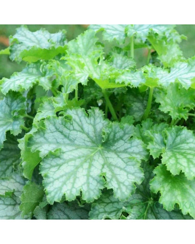 Гейхера гібридна ’Лайм Свізле’|Heuchera hybrida ’Lime Swizzle’|Гейхера гибридная ’Лайм Свизле’