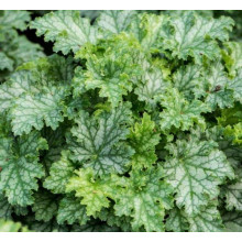 Гейхера гібридна ’Лайм Свізле’|Heuchera hybrida ’Lime Swizzle’|Гейхера гибридная ’Лайм Свизле’