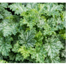 Гейхера гібридна ’Лайм Свізле’|Heuchera hybrida ’Lime Swizzle’|Гейхера гибридная ’Лайм Свизле’