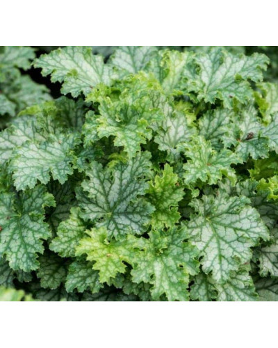 Гейхера гібридна ’Лайм Свізле’|Heuchera hybrida ’Lime Swizzle’|Гейхера гибридная ’Лайм Свизле’