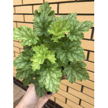 Гейхера гібридна ’Лайм Свізле’|Heuchera hybrida ’Lime Swizzle’|Гейхера гибридная ’Лайм Свизле’