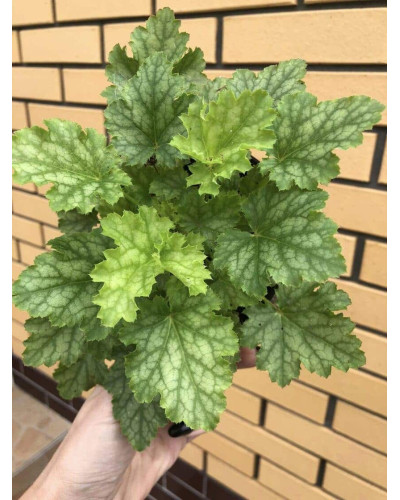 Гейхера гібридна ’Лайм Свізле’|Heuchera hybrida ’Lime Swizzle’|Гейхера гибридная ’Лайм Свизле’