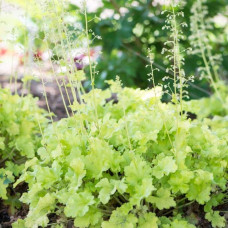 Гейхера гібридна ’Лайм Свізле’|Heuchera hybrida ’Lime Swizzle’|Гейхера гибридная ’Лайм Свизле’