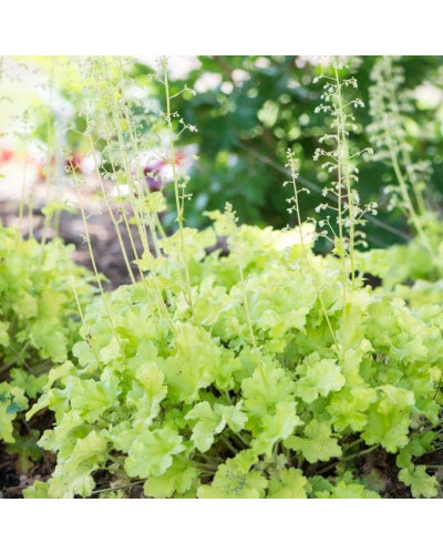 Гейхера гібридна ’Лайм Свізле’|Heuchera hybrida ’Lime Swizzle’|Гейхера гибридная ’Лайм Свизле’