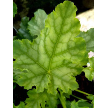 Гейхера гібридна ’Лайм Свізле’|Heuchera hybrida ’Lime Swizzle’|Гейхера гибридная ’Лайм Свизле’