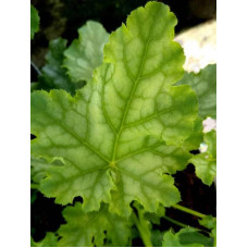 Гейхера гібридна ’Лайм Свізле’|Heuchera hybrida ’Lime Swizzle’|Гейхера гибридная ’Лайм Свизле’