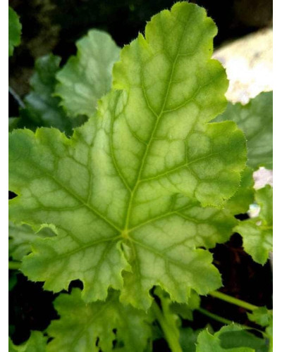 Гейхера гібридна ’Лайм Свізле’|Heuchera hybrida ’Lime Swizzle’|Гейхера гибридная ’Лайм Свизле’