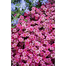 Ломикамінь Арендса Марто Роуз | Saxifraga Arendsii Marto Rose | Камнеломка Арендса Марто Роуз