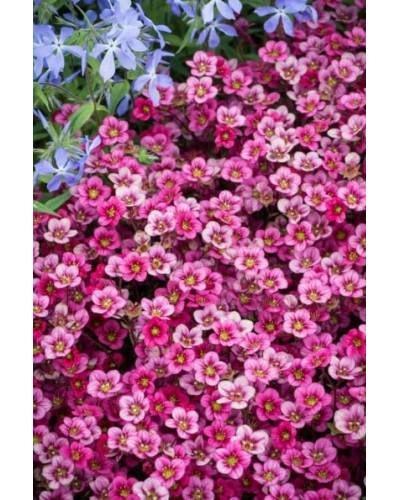 Ломикамінь Арендса Марто Роуз | Saxifraga Arendsii Marto Rose | Камнеломка Арендса Марто Роуз
