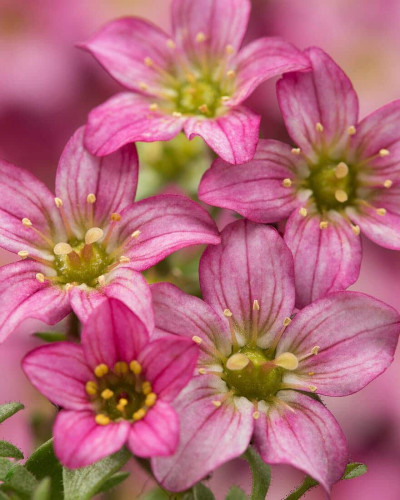 Ломикамінь Арендса Марто Роуз | Saxifraga Arendsii Marto Rose | Камнеломка Арендса Марто Роуз