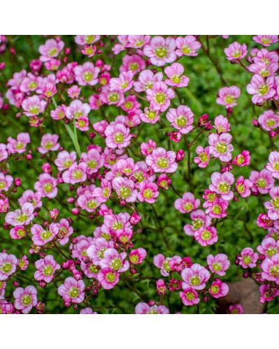 Ломикамінь Арендса Марто Роуз | Saxifraga Arendsii Marto Rose | Камнеломка Арендса Марто Роуз