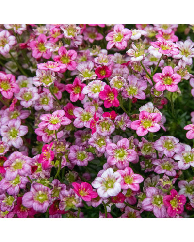 Ломикамінь Арендса Марто Роуз | Saxifraga Arendsii Marto Rose | Камнеломка Арендса Марто Роуз