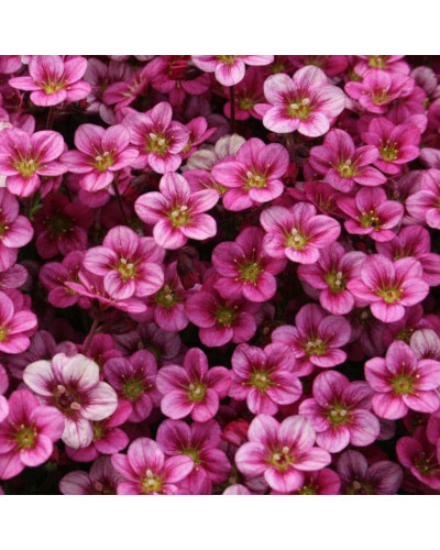 Ломикамінь Арендса Марто Роуз | Saxifraga Arendsii Marto Rose | Камнеломка Арендса Марто Роуз