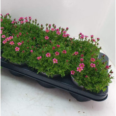Ломикамінь Арендса Марто Роуз | Saxifraga Arendsii Marto Rose | Камнеломка Арендса Марто Роуз