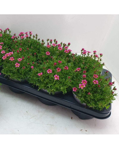Ломикамінь Арендса Марто Роуз | Saxifraga Arendsii Marto Rose | Камнеломка Арендса Марто Роуз