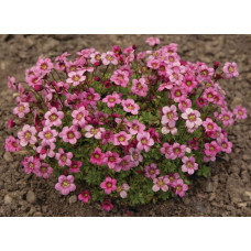 Ломикамінь Арендса Марто Роуз | Saxifraga Arendsii Marto Rose | Камнеломка Арендса Марто Роуз
