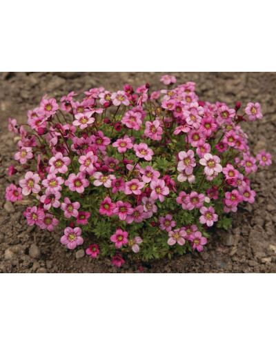 Ломикамінь Арендса Марто Роуз | Saxifraga Arendsii Marto Rose | Камнеломка Арендса Марто Роуз