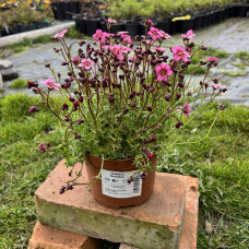 Ломикамінь Арендса Марто Роуз | Saxifraga Arendsii Marto Rose | Камнеломка Арендса Марто Роуз