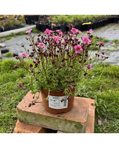 Ломикамінь Арендса Марто Роуз | Saxifraga Arendsii Marto Rose | Камнеломка Арендса Марто Роуз