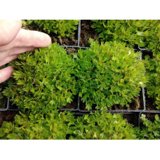 Ломикамінь Арендса Марто Роуз | Saxifraga Arendsii Marto Rose | Камнеломка Арендса Марто Роуз