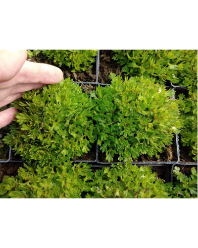 Ломикамінь Арендса Марто Роуз | Saxifraga Arendsii Marto Rose | Камнеломка Арендса Марто Роуз