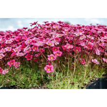 Ломикамінь Арендса Марто Роуз | Saxifraga Arendsii Marto Rose | Камнеломка Арендса Марто Роуз