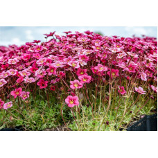 Ломикамінь Арендса Марто Роуз | Saxifraga Arendsii Marto Rose | Камнеломка Арендса Марто Роуз