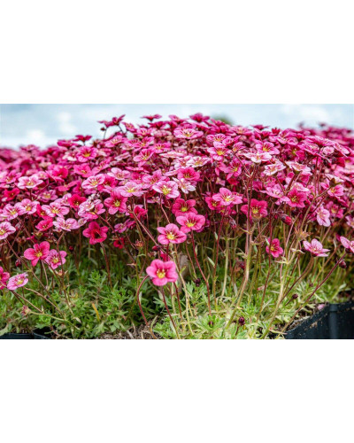 Ломикамінь Арендса Марто Роуз | Saxifraga Arendsii Marto Rose | Камнеломка Арендса Марто Роуз