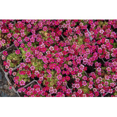 Ломикамінь Арендса Марто Роуз | Saxifraga Arendsii Marto Rose | Камнеломка Арендса Марто Роуз