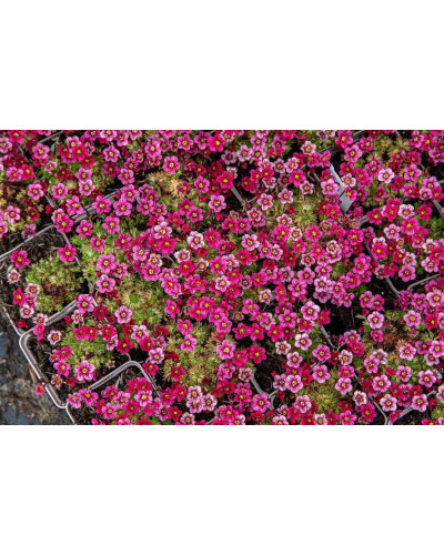 Ломикамінь Арендса Марто Роуз | Saxifraga Arendsii Marto Rose | Камнеломка Арендса Марто Роуз
