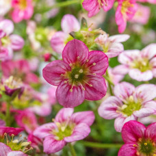 Ломикамінь Арендса Марто Роуз | Saxifraga Arendsii Marto Rose | Камнеломка Арендса Марто Роуз