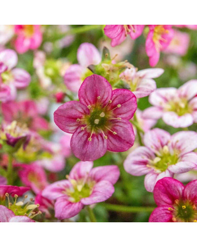 Ломикамінь Арендса Марто Роуз | Saxifraga Arendsii Marto Rose | Камнеломка Арендса Марто Роуз