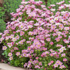 Ломикамінь Арендса Марто Роуз | Saxifraga Arendsii Marto Rose | Камнеломка Арендса Марто Роуз