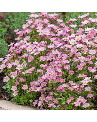Ломикамінь Арендса Марто Роуз | Saxifraga Arendsii Marto Rose | Камнеломка Арендса Марто Роуз