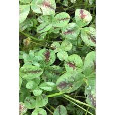Конюшина повзуча Кров дракона | Trifolium repens `Dragon`s Blood` | Клевер ползучий Кровь дракона