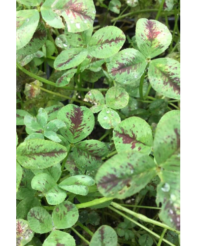 Конюшина повзуча Кров дракона | Trifolium repens `Dragon`s Blood` | Клевер ползучий Кровь дракона