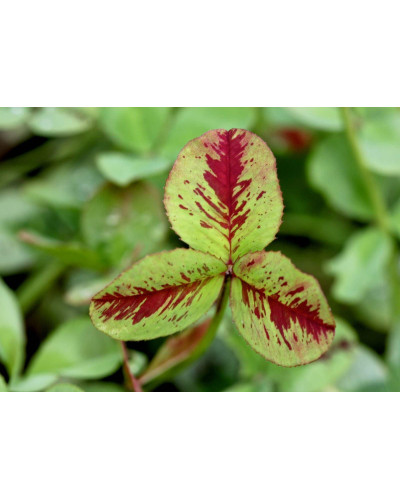 Конюшина повзуча Кров дракона | Trifolium repens `Dragon`s Blood` | Клевер ползучий Кровь дракона