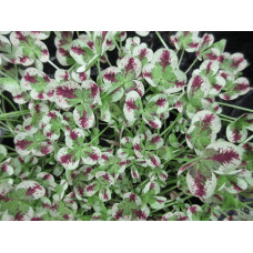 Конюшина повзуча Кров дракона | Trifolium repens `Dragon`s Blood` | Клевер ползучий Кровь дракона