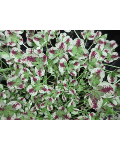 Конюшина повзуча Кров дракона | Trifolium repens `Dragon`s Blood` | Клевер ползучий Кровь дракона