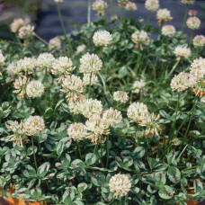 Конюшина повзуча Кров дракона | Trifolium repens `Dragon`s Blood` | Клевер ползучий Кровь дракона