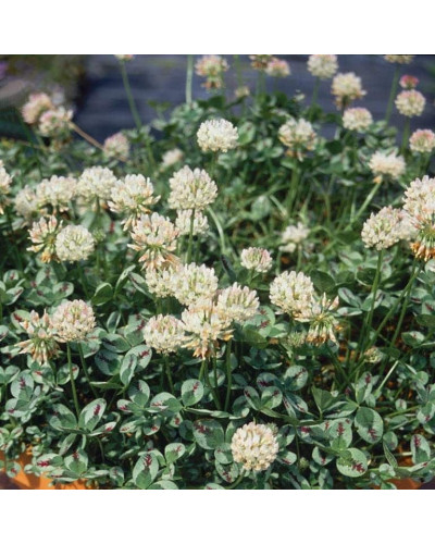 Конюшина повзуча Кров дракона | Trifolium repens `Dragon`s Blood` | Клевер ползучий Кровь дракона