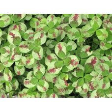 Конюшина повзуча Кров дракона | Trifolium repens `Dragon`s Blood` | Клевер ползучий Кровь дракона